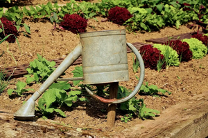 Ефективний полив та економія води в саду: практичні поради та підказки
